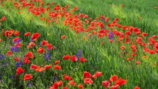 有红色罂粟花的农村地区 背景为自然绿色 阳光充足 — 图库视频影像