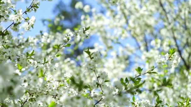 Latar Belakang Musim Semi Pohon Ceri Putih Bermekaran — Stok Video
