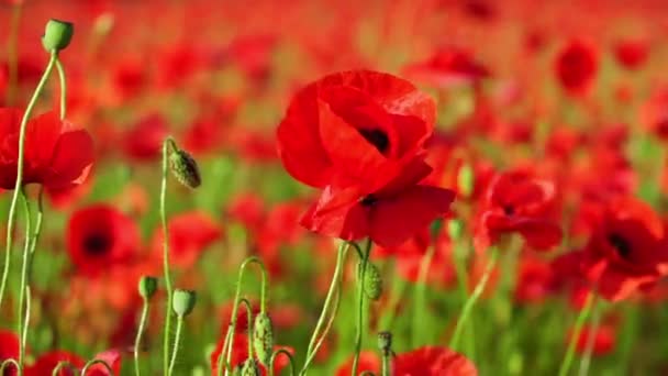 Field Red Poppy Flowers Natural Texture — Stock Video