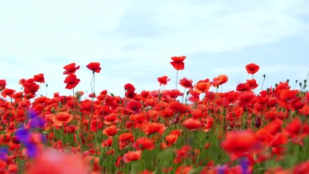 Röd Vallmo Blommor Naturlig Bakgrund — Stockvideo
