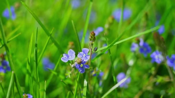 草原の野生の青い雑草やヴェロニカ ジャーマンダーの花 — ストック動画