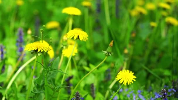 Yellow Dandelions Field Spring Background Slow Motion — Stock Video