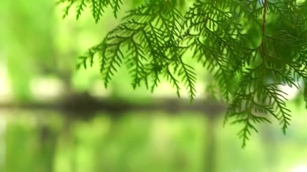 Thuja Galhos Árvore Vento Fundo Primavera Verde Natural — Vídeo de Stock