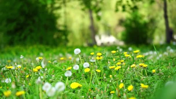 White Yellow Dandelions Field Public Park Springtime Background — Stock Video