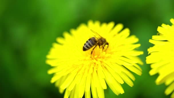 Bin Samlar Pollen Från Maskros Långsamma Rörelser — Stockvideo