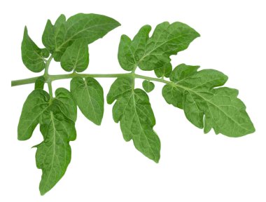 Kırpma yolu olan beyaz arkaplanda domates yaprağı izole edildi. Kapat.