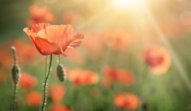 Red poppy flowers field on natural sunny background. Soft focus.
