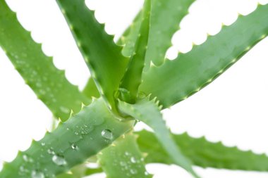aloe vera bitkisi beyaz arkaplanda izole.