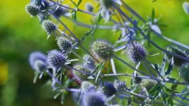Eryngium planum ya da çayırdaki mavi eryngo bitkisi. Tıbbi tesis.