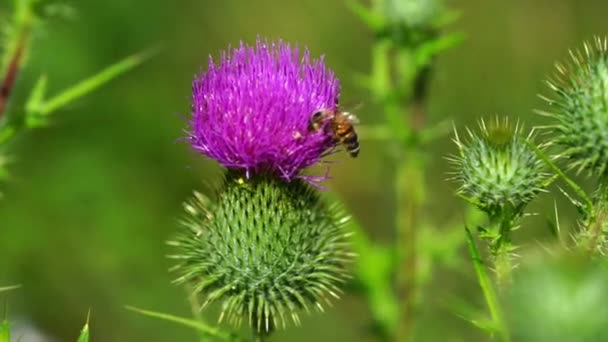 Ett Samlar Pollen Från Vanlig Tistelblomma Närbild — Stockvideo