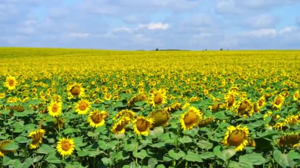 Landbouw Zonnebloemen Bloeiende Veld Achtergrond — Stockvideo
