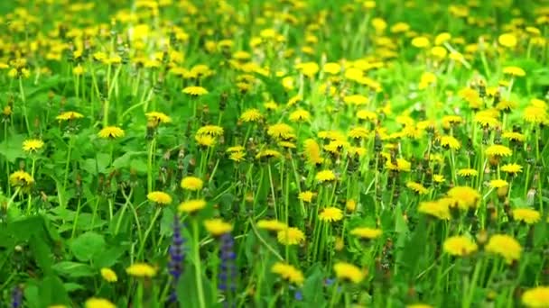 Gelbe Löwenzahn Feld Frühling Hintergrund — Stockvideo