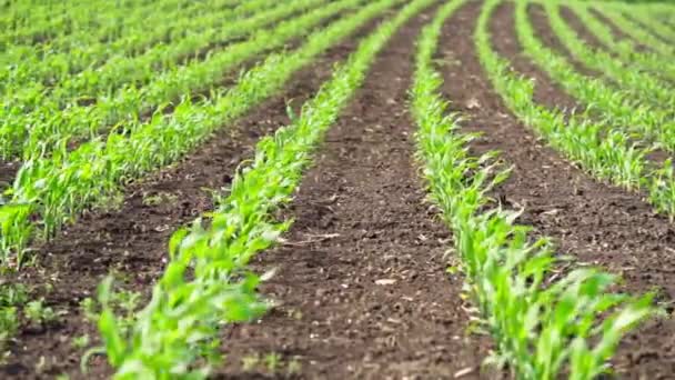 Fiatal Kukorica Hajtások Sora Fekete Földeken — Stock videók