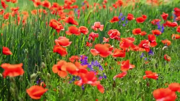Vidéki Mező Piros Mák Virágok Természetes Zöld Napos Háttér — Stock videók