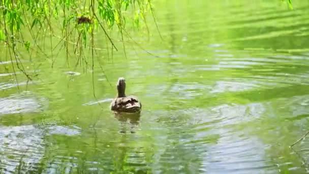 Canard Colvert Mâle Nage Dans Lac — Video