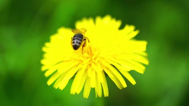 Bijen Verzamelen Stuifmeel Van Paardenbloem Langzame Beweging — Stockvideo