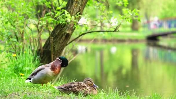 湖の近くの公園で草の上に立つマガモのアヒルのカップル — ストック動画