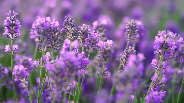 Närbild Lila Lavendel Blommor Fält Naturlig Bakgrund Långsamma Rörelser — Stockvideo