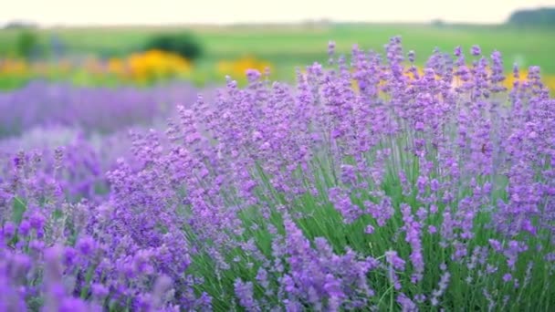 Lavendelfält Blom Naturlig Bakgrund Långsamma Rörelser — Stockvideo
