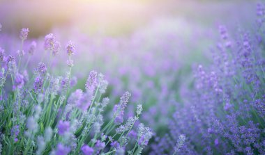 Çiçek açan lavanta çiçekleri doğal arka plan. 