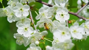 Etrafta uçuşan bal arısı kiraz ağacı çiçekleri. Kapat.