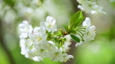 Rüzgarda beyaz kiraz ağacı çiçekleri. Kapat, bahar arkaplanı.