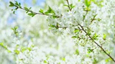 Spring background of white cherry tree blossom.