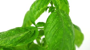 Fesleğen çiçeğinin üzerine su serpiyorum. Kapat.