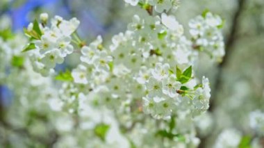 Rüzgarda beyaz kiraz ağacı çiçekleri. Kapat, bahar arkaplanı.
