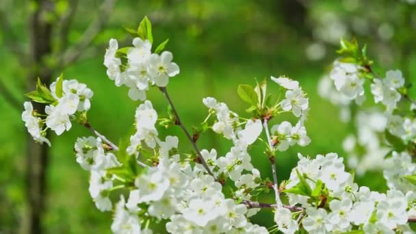 風に白い桜の花 — ストック動画