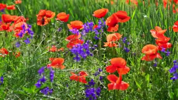 Pole Wiejskie Czerwonymi Kwiatami Maku Naturalnym Zielonym Słonecznym Tle — Wideo stockowe