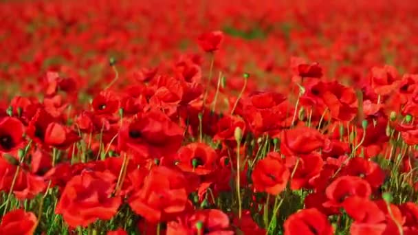 一片红色的罂粟花 天然质感 — 图库视频影像