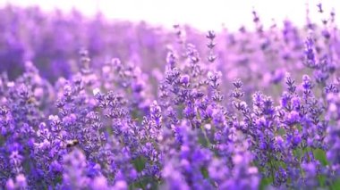 Rüzgardaki lavanta çiçekleri tarlası. 