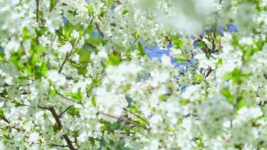 Spring background of white cherry tree blossom.