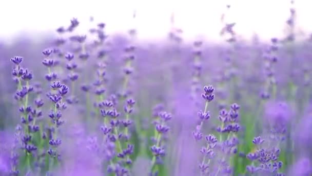 Violet Champ Fleurs Lavande — Video