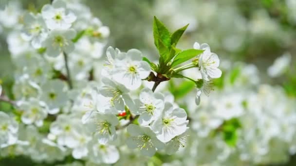 Białe Kwiaty Wiśni Wietrze — Wideo stockowe