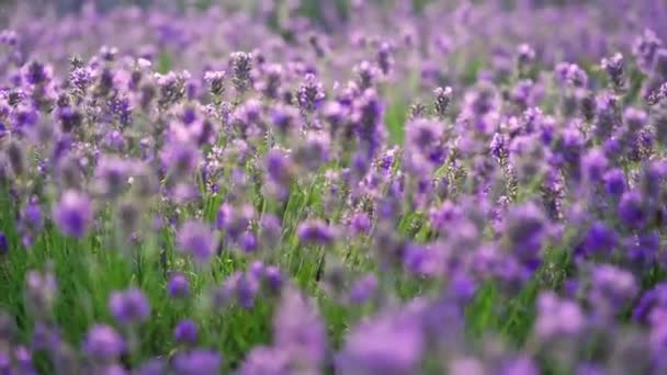 Honungsbi Lavendel Blommor Fält — Stockvideo