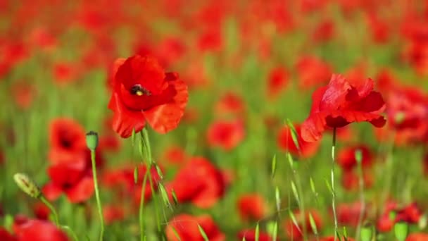 Field Red Poppy Flowers — Stock Video