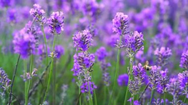 Lavanta çiçeği tarlasında bal arısı.