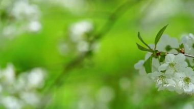 beyaz kiraz ağacı çiçekleri çiçek açtı