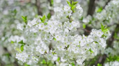 Çiçek açmış beyaz kiraz ağacı