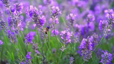 Lavanta çiçeği tarlasında bal arısı. 