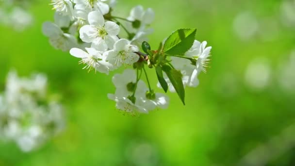 Weiße Kirschbaumblüten Wind — Stockvideo