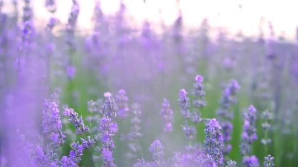 Close Purple Lavender Flowers Field — Stock Video