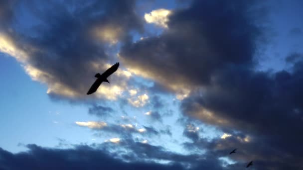 Птицы Летят Над Красочным Закатом — стоковое видео
