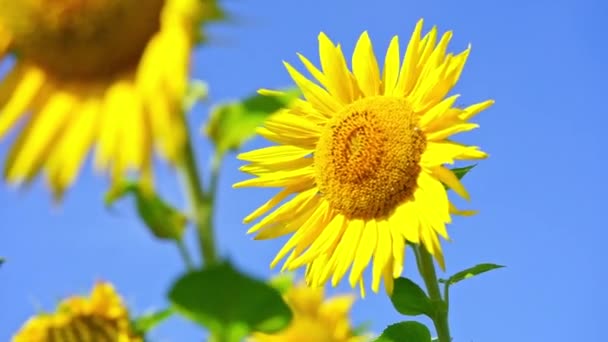 Slunečnice Kvetou Pozadí Modré Oblohy — Stock video