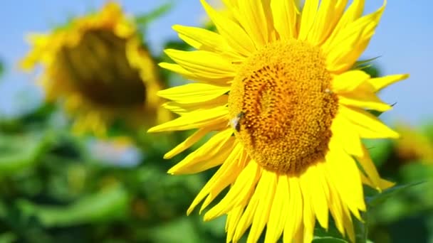 Biene Sammelt Pollen Sonnenblumen — Stockvideo
