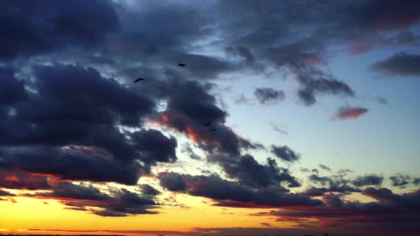Птицы Летят Над Красочным Закатом — стоковое видео