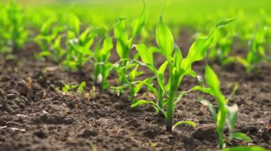 Genç mısırlar siyah toprak mısır tarlasında filizlenir..