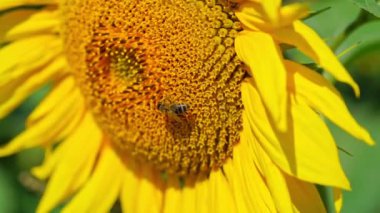 Arı ayçiçeğinde polen toplar. Ağır çekim, yakın çekim..